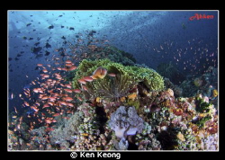 taken in Anilao by Ken Keong 
